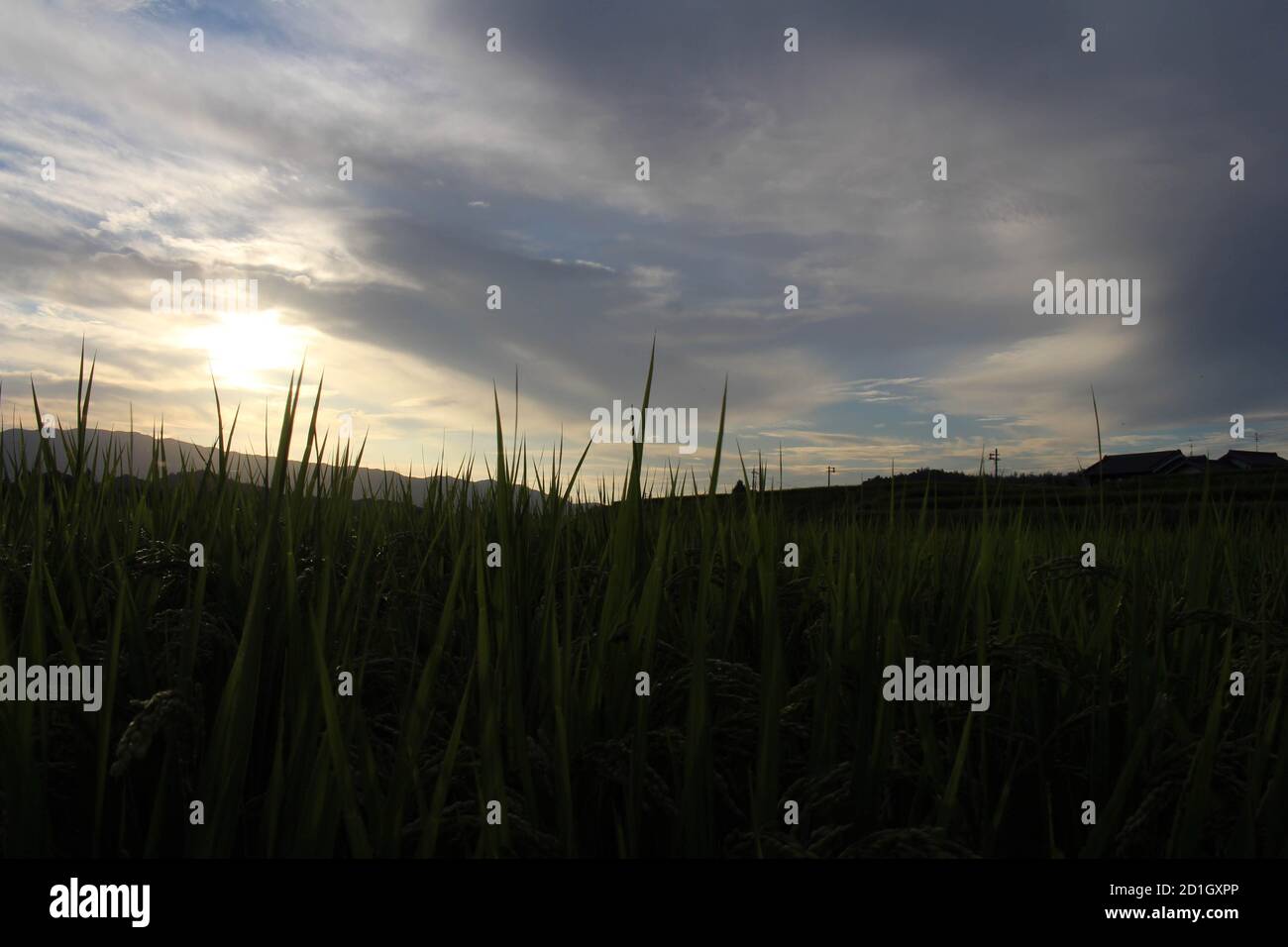 Silhouette of paddy rice field during sunset Stock Photo - Alamy