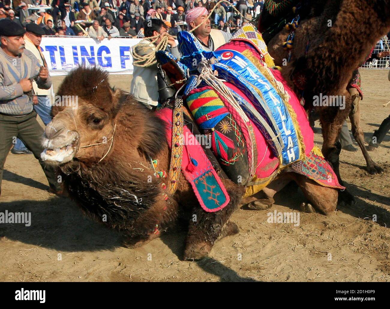 Wrestling Camels High Resolution Stock Photography And Images Alamy