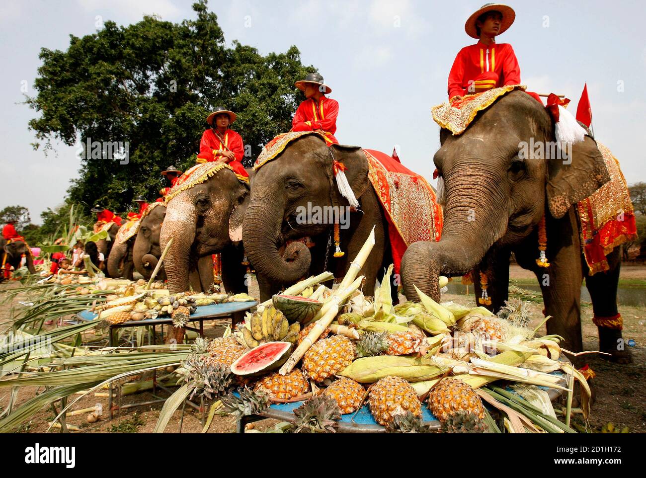 Elephants enjoy a Elephants enjoy a