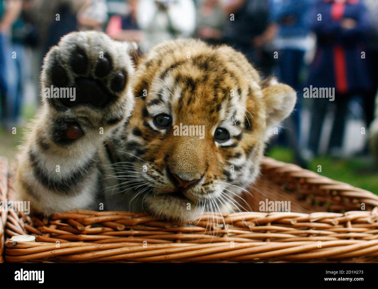 Siberian tiger cub in basket hi-res stock photography and images - Alamy