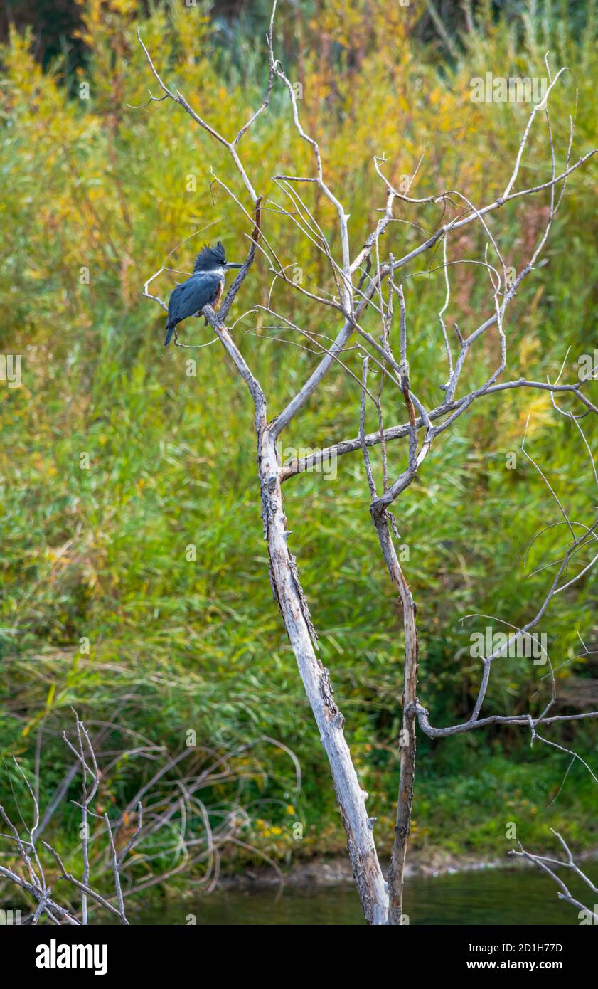 Female Belted Kingfisher (Megaceryle alcyon) sitting in old Cottonwood tree near East Plum Creek, Castle Rock Colorado USA. Photo taken in October. Stock Photo
