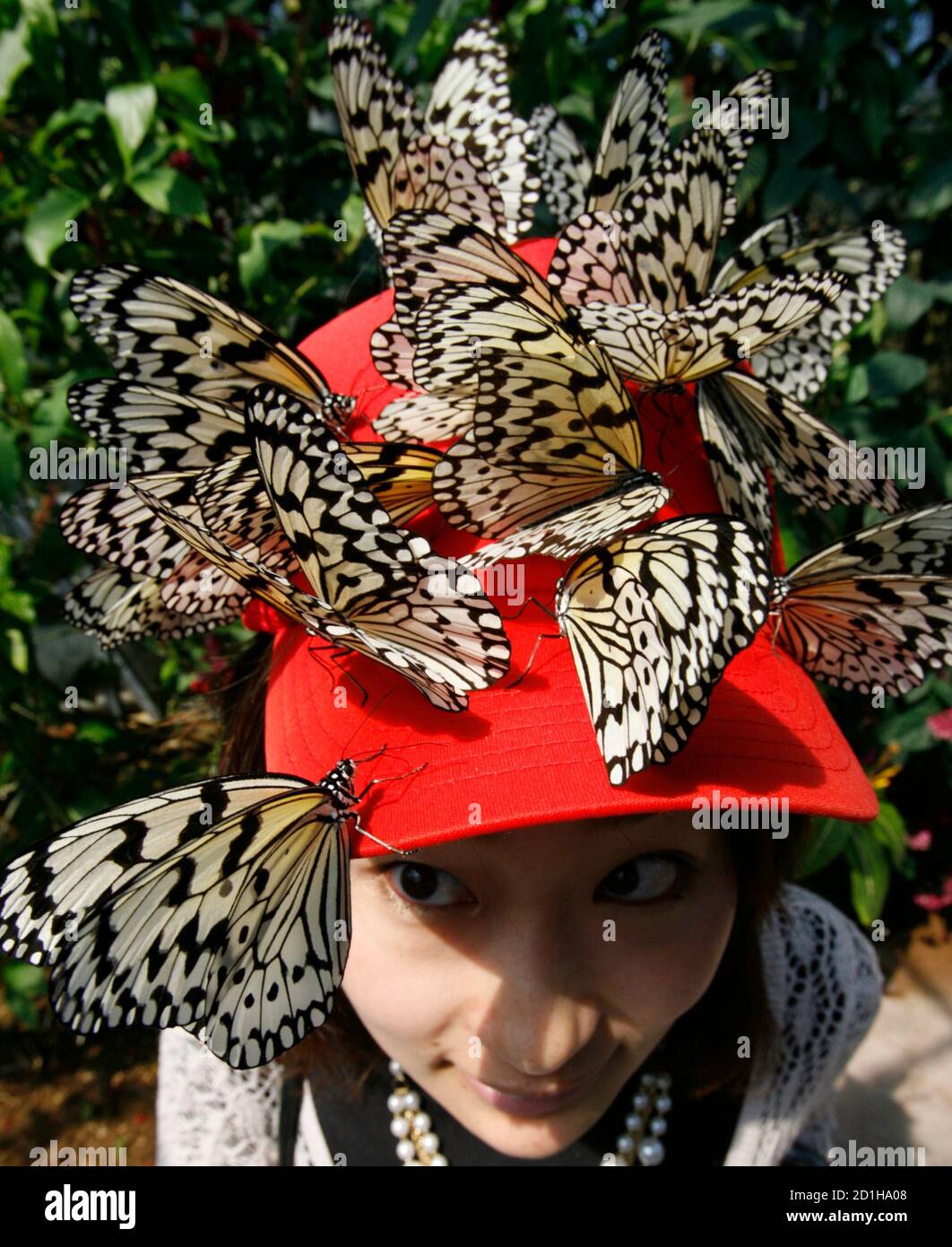 Butterflies Of Japan High Resolution Stock Photography and Images Alamy
