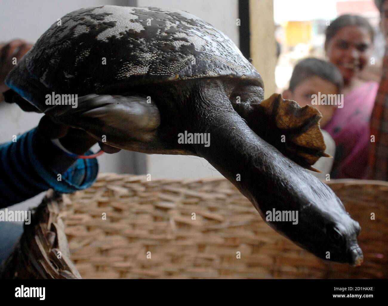 A member of an animal welfare organization holds a rescued soft shell  turtle in the southern Indian city of Hyderabad June 18, 2007. About 26  soft shell turtles were rescued by 'People