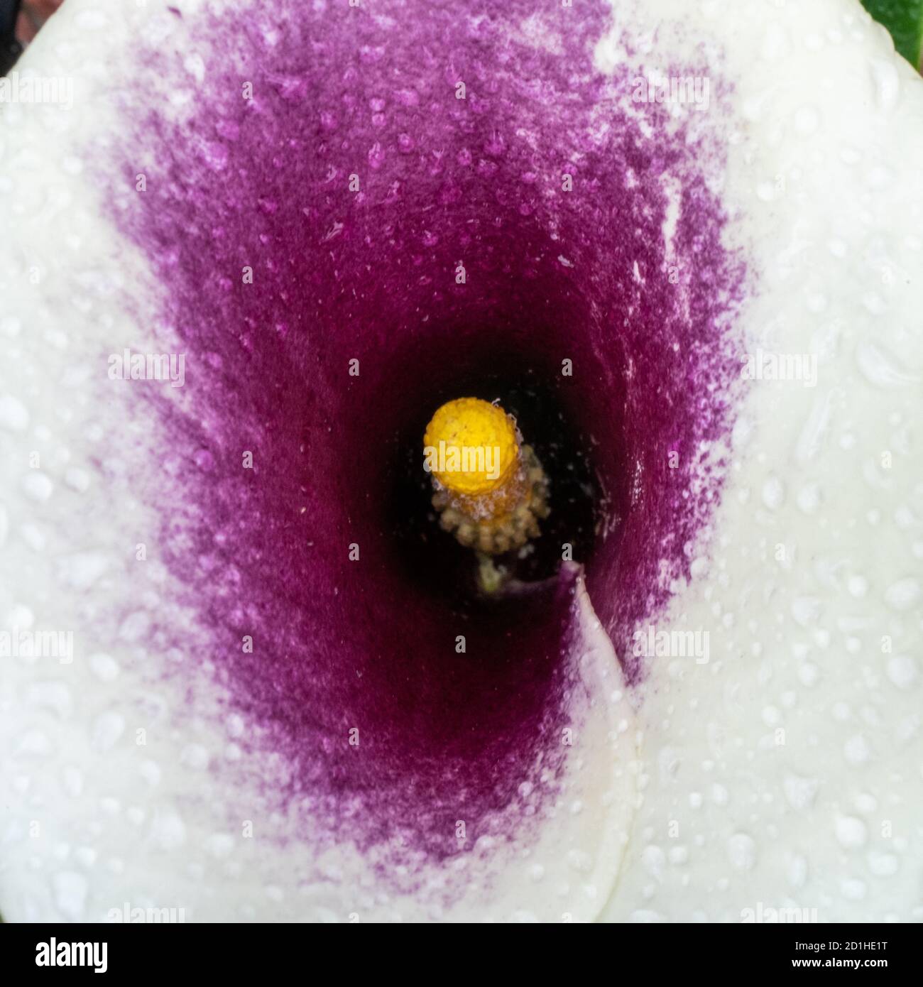 Rain Drops Fall Into Calla Lily in summer garden Stock Photo - Alamy
