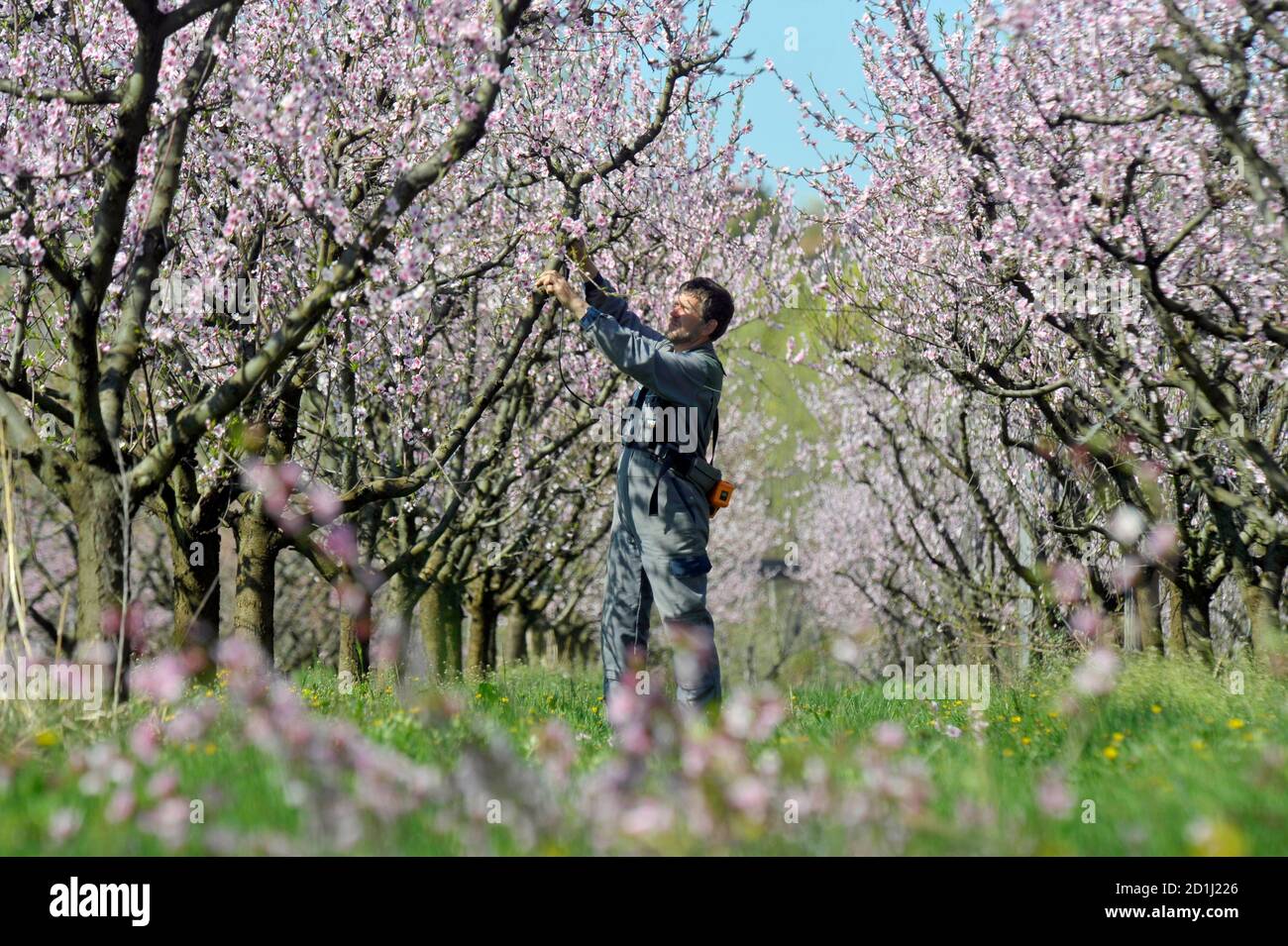 Plantation owner Tomaz Gregoric cuts a branch on a blooming peach tree in  Vogrsko, West Slovenia April 9, 2010. REUTERS/Srdjan Zivulovic (SLOVENIA -  Tags: AGRICULTURE ENVIRONMENT Stock Photo - Alamy
