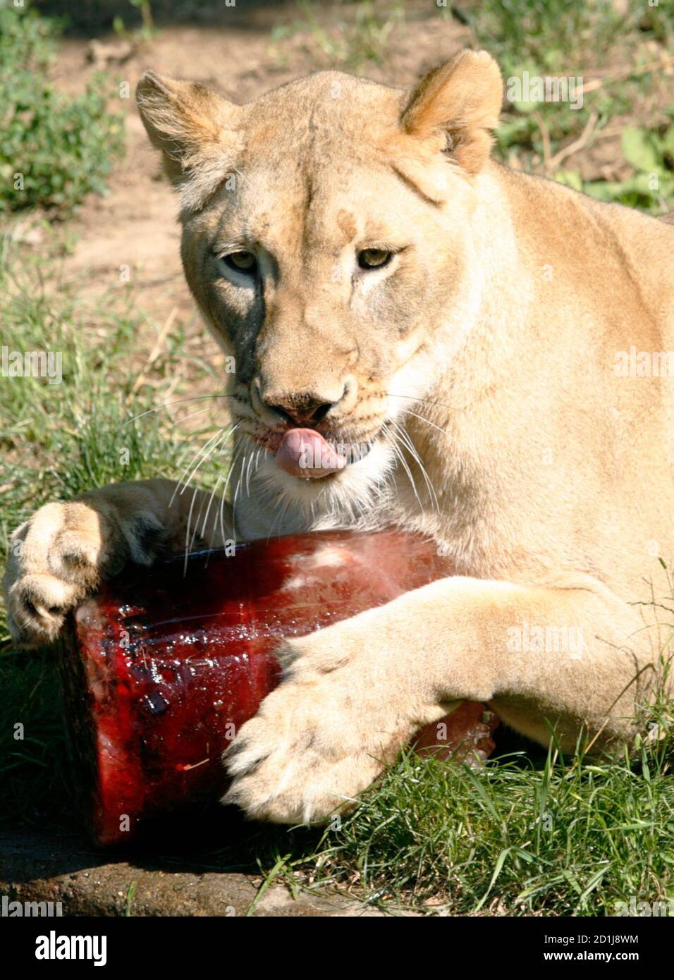 A Lioness Licks A Frozen Block Of Cow Blood At The National Zoo In Washington June 9 08 Temperatures Neared The 100 Degree Farenheit Mark 37 7 Degree Celsius Today As The Washington Area A Lioness Licks A Frozen Block Of Cow Blood At The National Zoo In Washington June 9 08 Temperatures Neared The 100 Degree Farenheit Mark 37 7 Degree Celsius Today As The Washington Area