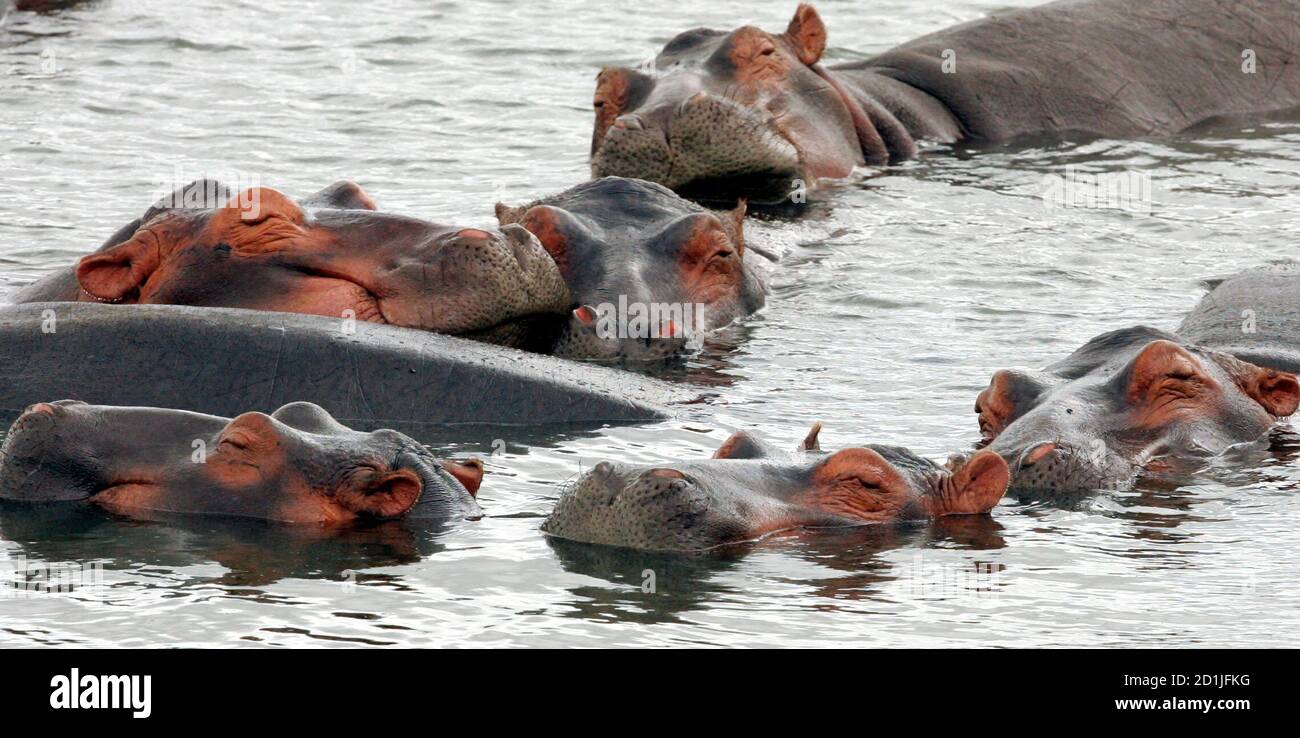 - PHOTO TAKEN 12APR06 - A pod of hippos swim in the waters of St Lucia estuary, about 200 km (124 miles) north of the coastal city of Durban, South Africa April 12, 2006. Humans and big beasts have lived side by side in Africa since the dawn of our species, but rapid population growth is now stoking friction with dangerous animals, experts say. Stock Photo