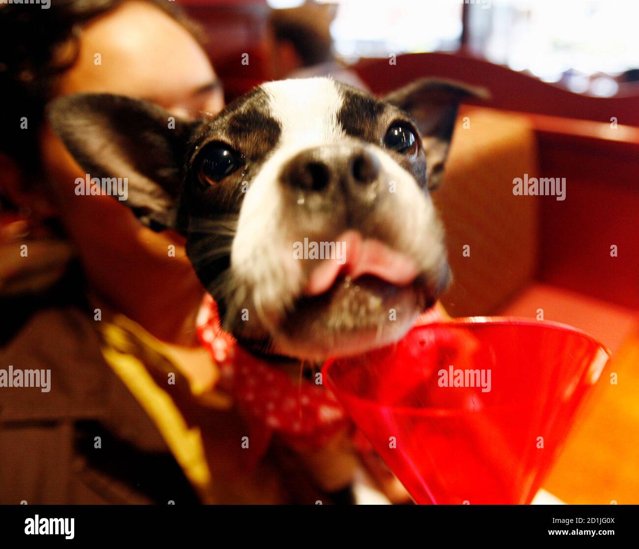 Is Chicken Stock Ok For Dogs