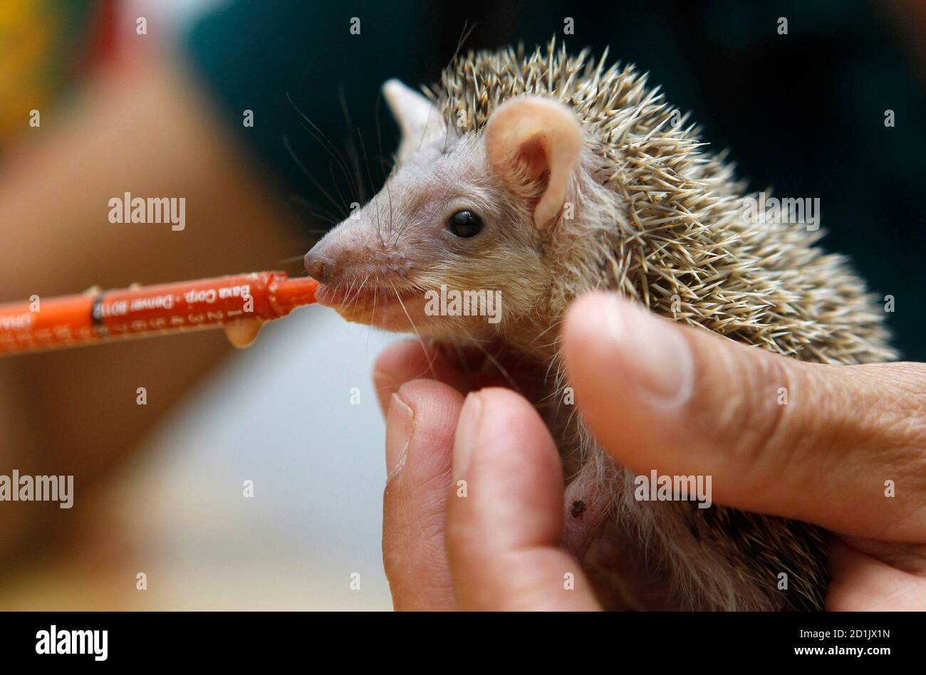 Wildlife veterinary hi-res stock photography and images - Alamy Wildlife veterinary hi-res stock photography and images - Alamy