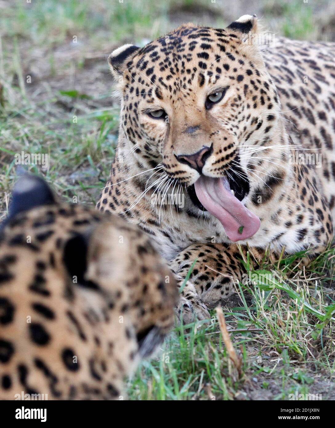 Manchurian leopard hi-res stock photography and images - Alamy