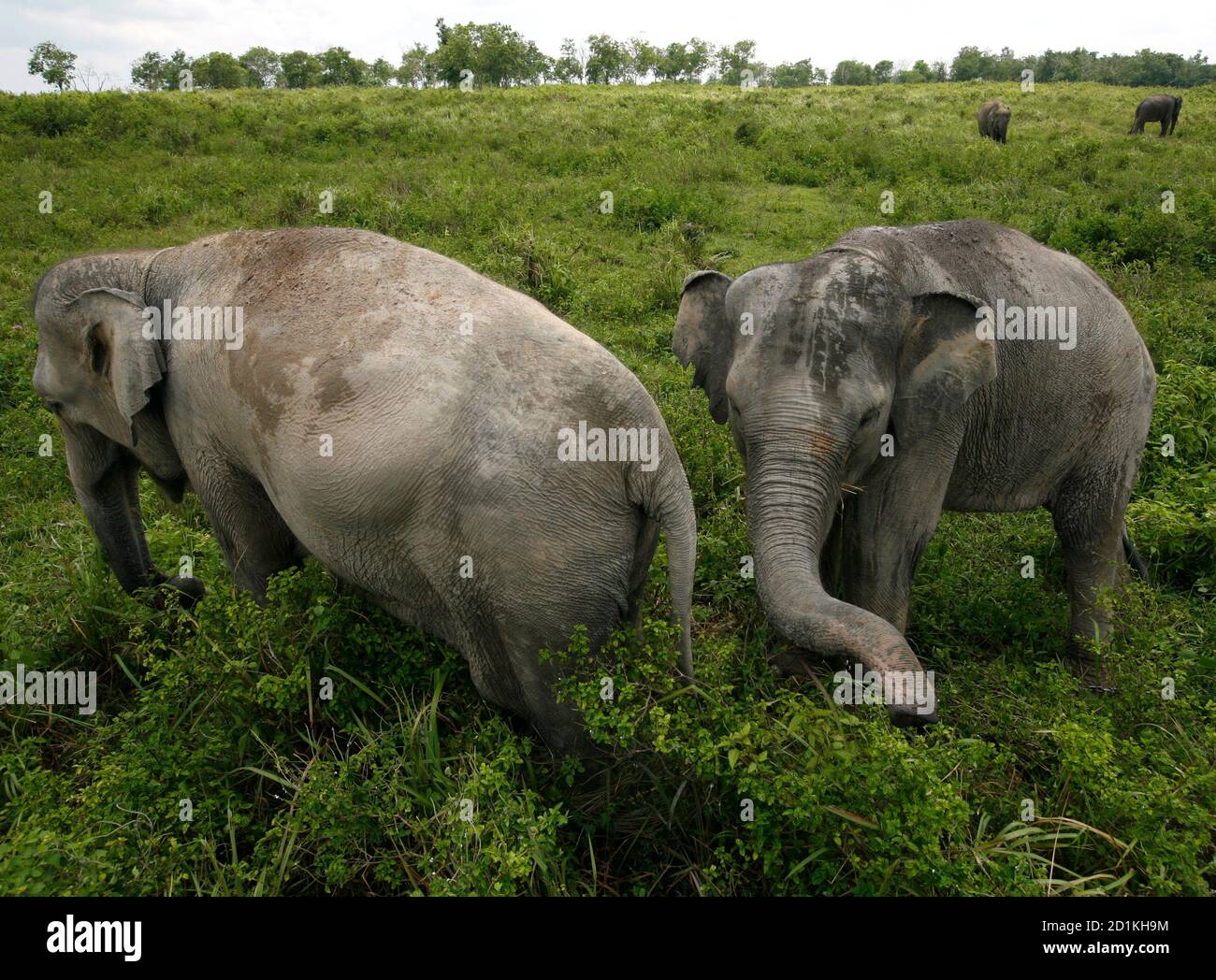 Elephant authorities park hi-res stock photography and images - Alamy