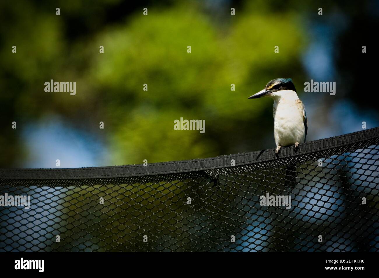 A bird on a fence Stock Photo