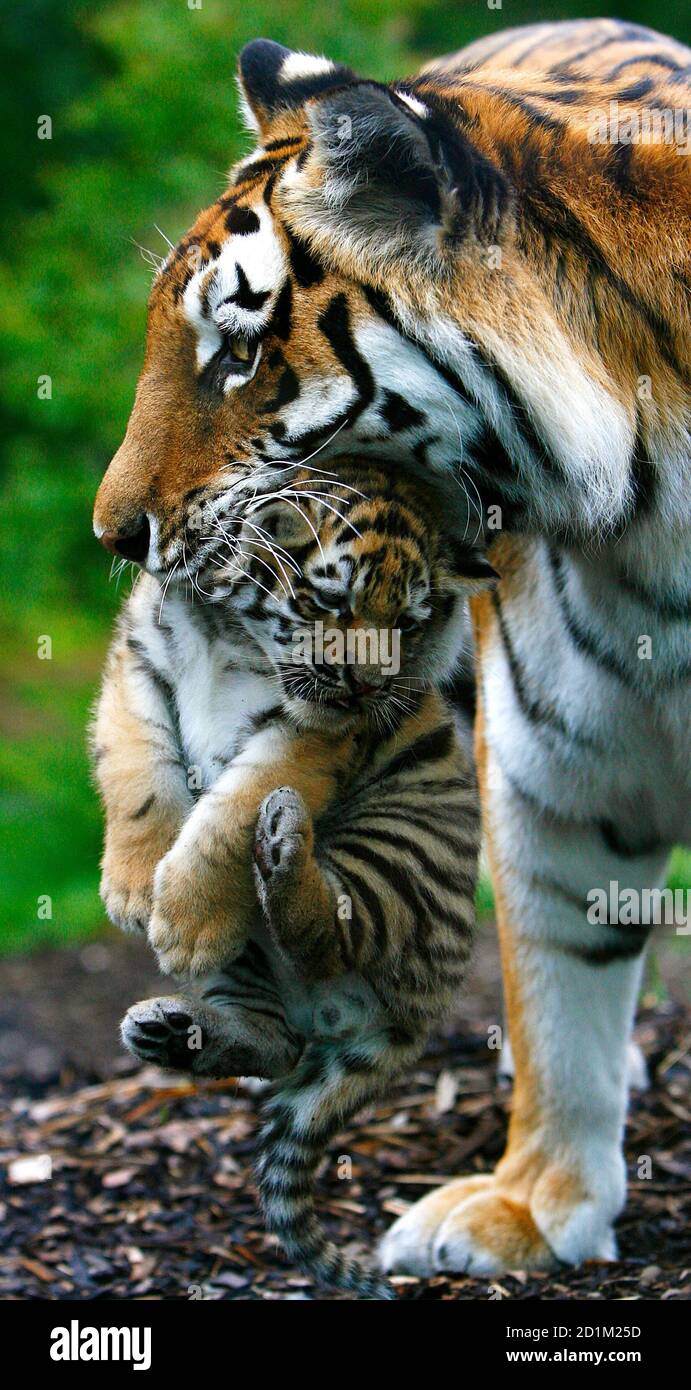 Sasha, an Amur tiger, carries one of her three five-week-old cubs in her  mouth at the Highland Wildlife Park near Kingussie in Scotland June 16,  2009. Sasha and her partner Yuri have