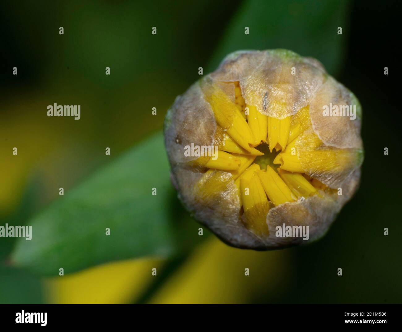 close-up of yellow gerbera bud in bloom Stock Photo