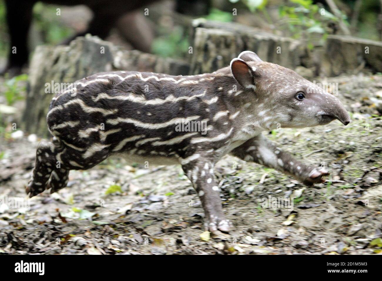 Tapir Enclosure High Resolution Stock Photography and Images - Alamy