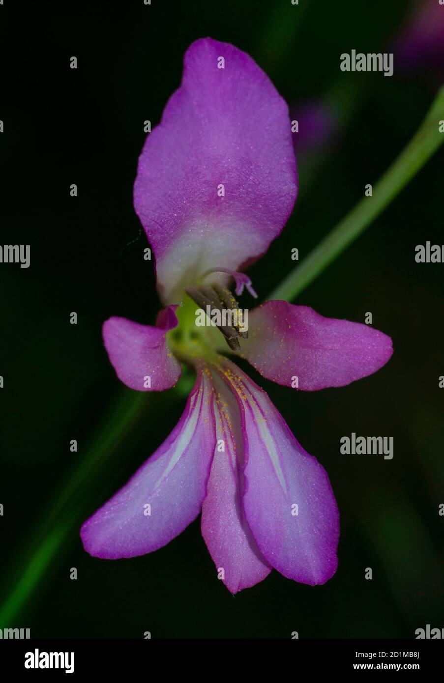 close up of a pink flower italian gladiolus, gladiolus italicus, on black background Stock Photo