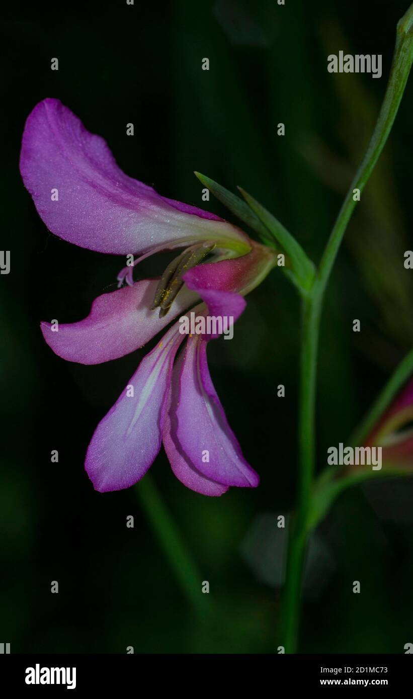 close up of a pink flower italian gladiolus, gladiolus italicus, on black background Stock Photo