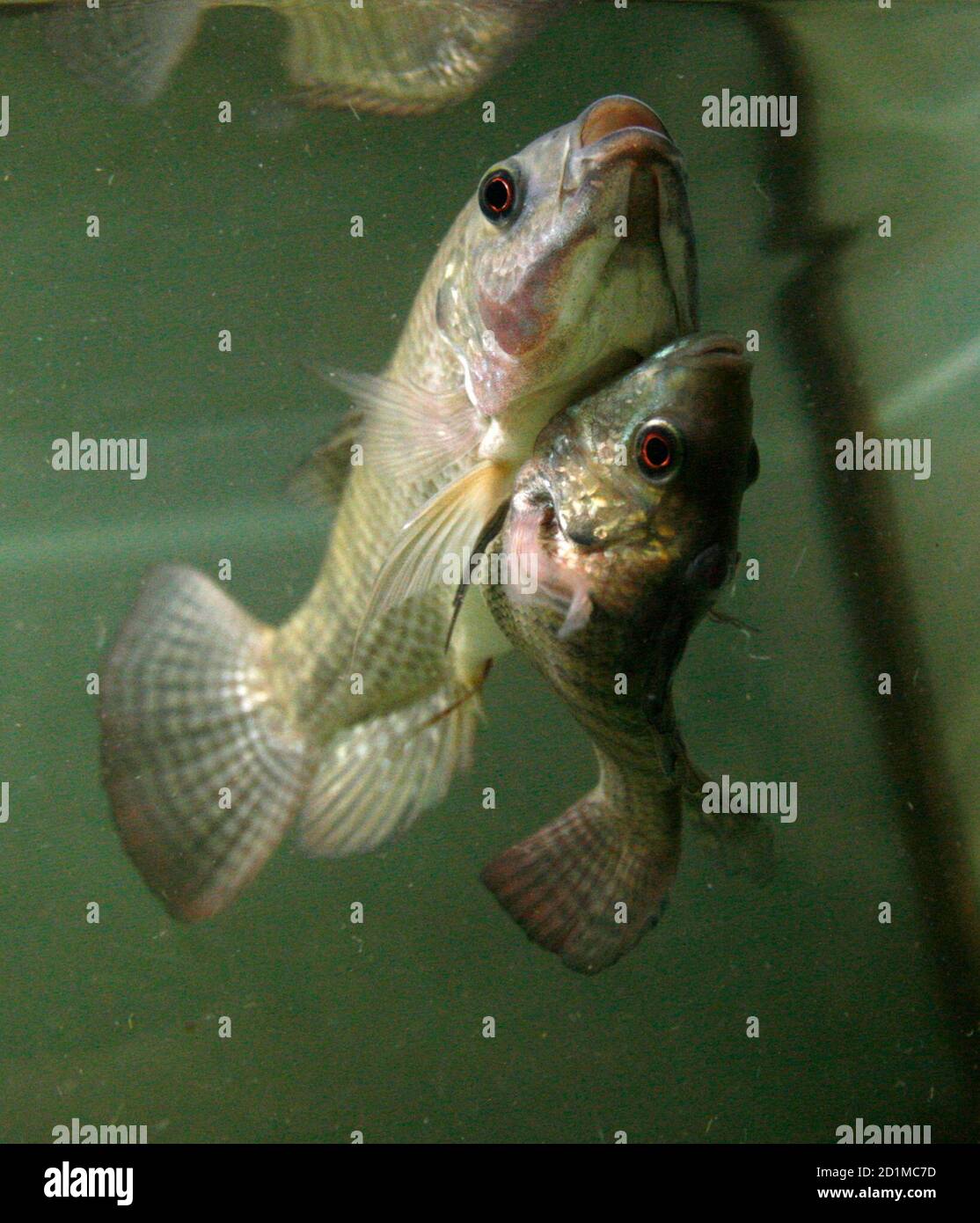 Two Conjoined Nile Tilapia Fish Dubbed Siamese Twin Swim In A Small Aquarium In Bangkok October 3 08 They Are Both Eight Months Old And Share Part Of The Skin Together The Two Conjoined Nile Tilapia Fish Dubbed Siamese Twin Swim In A Small Aquarium In Bangkok October 3 08 They Are Both Eight Months Old And Share Part Of The Skin Together The