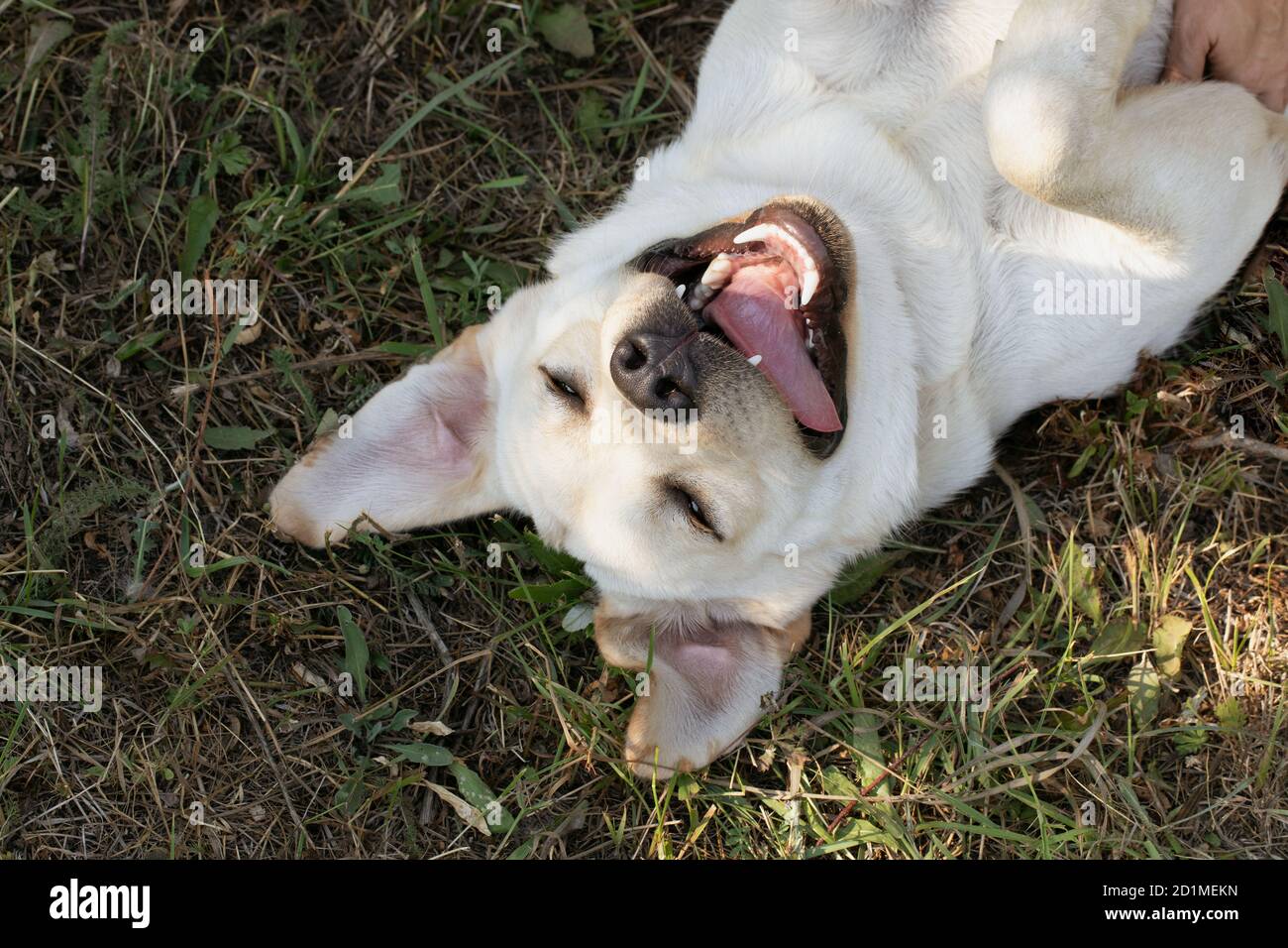 portrait of funny happy dog lying on grass sticking out tongue and rolling eyes Stock Photo