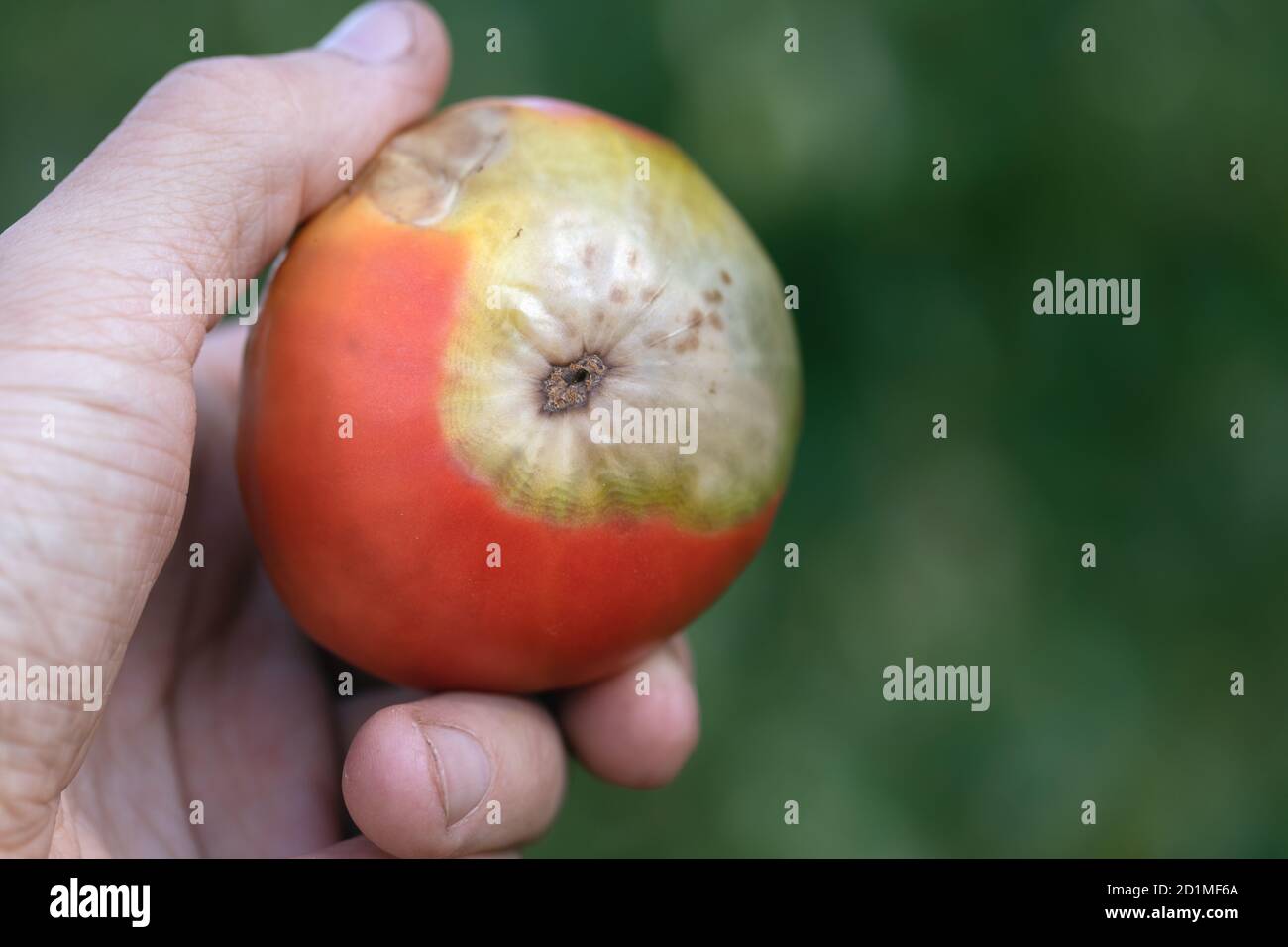 man holds tomato with rotten top, fruit is infected with fungal disease Stock Photo