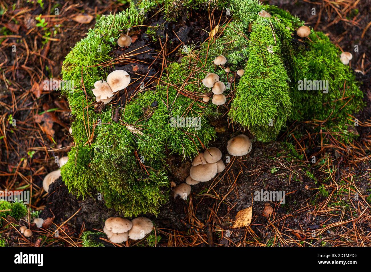 An old trunk overgrown with green moss and mushrooms. Forest cover. Fallen pine needles. Coniferous forest. Autumn in Poland. Walking among the trees. Stock Photo