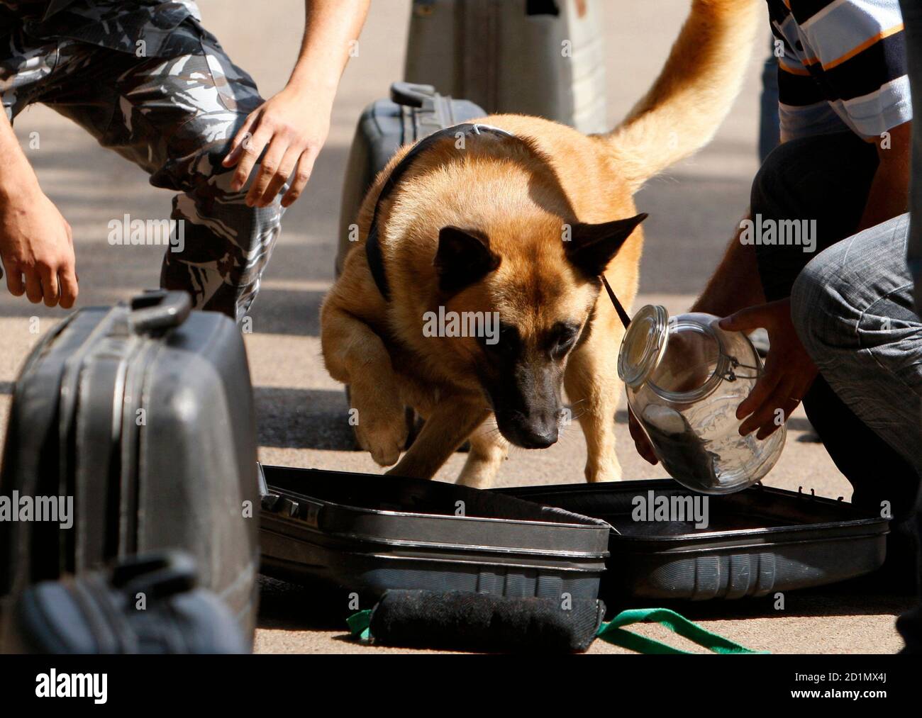Why Are Dogs Used To Detect Bombs