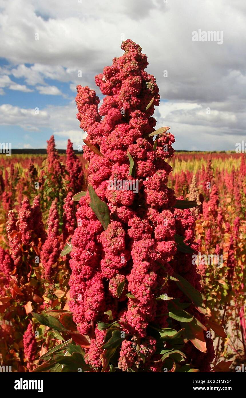 Quinoa plant hires stock photography and images Alamy