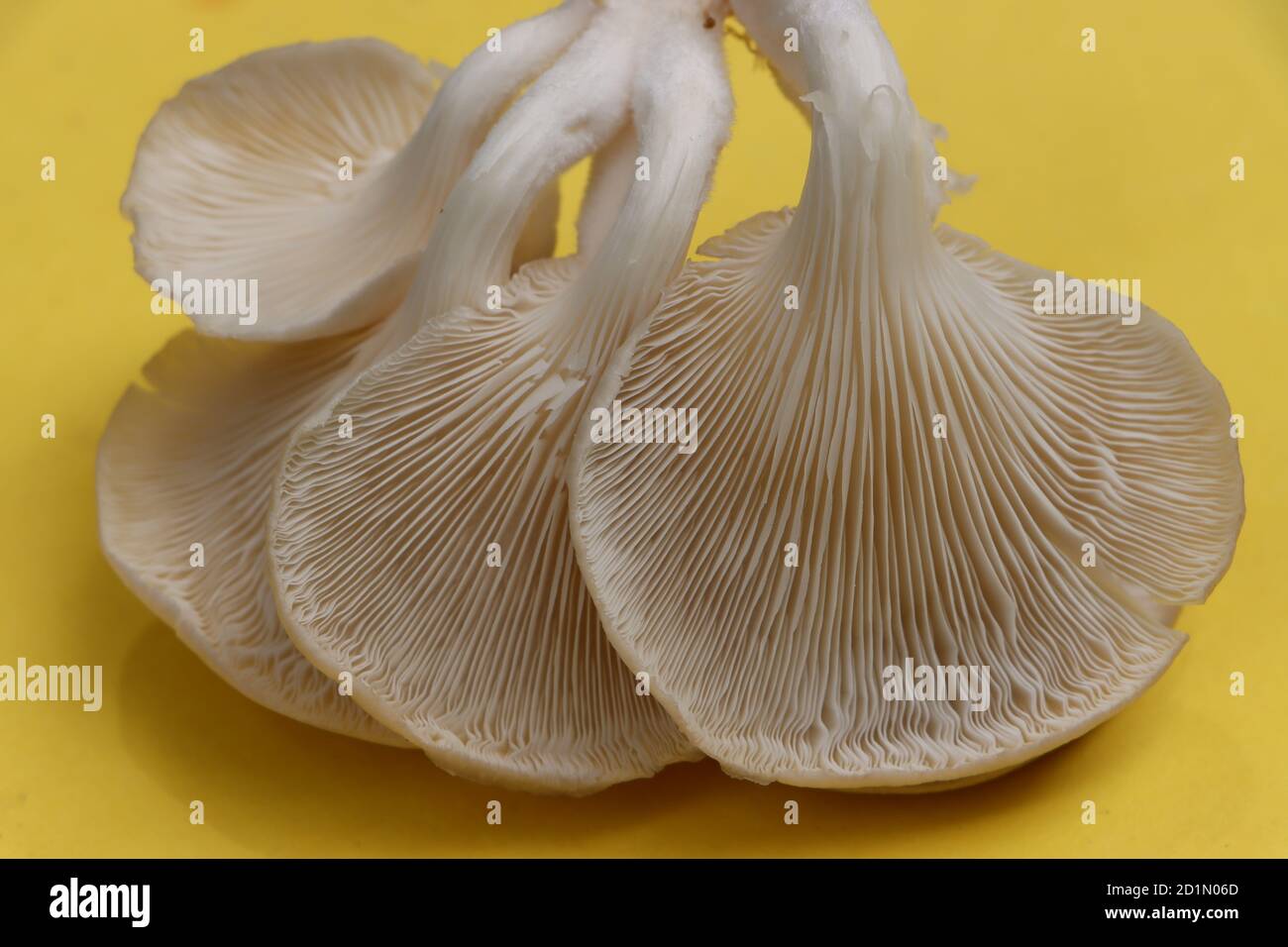 Oyster mushroom or Pleurotus mushroom on yellow background Stock Photo