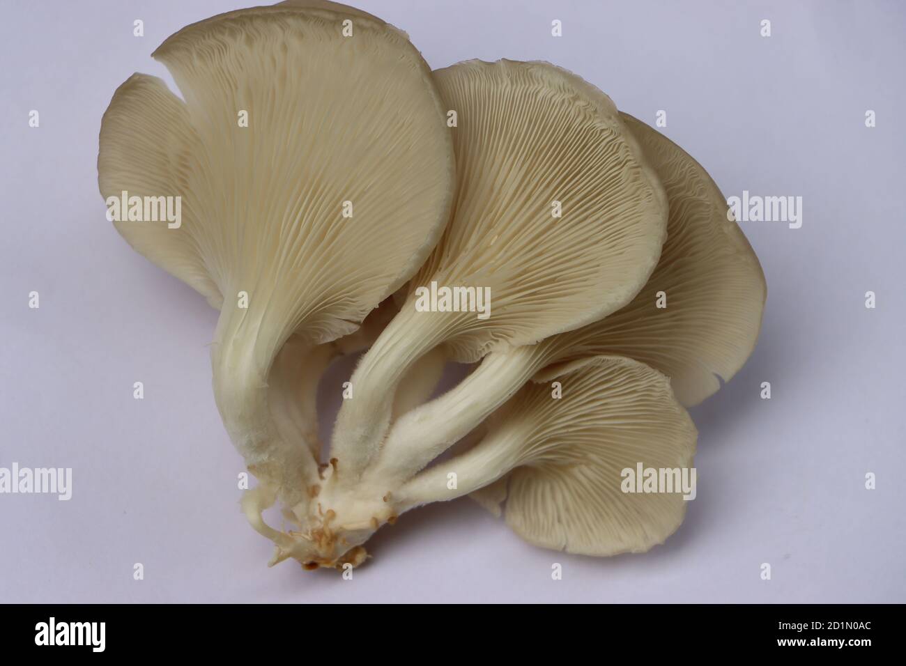 Oyster mushroom or Pleurotus mushroom on white background Stock Photo