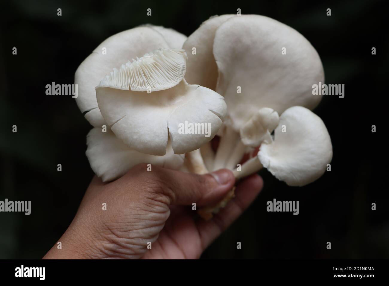 Oyster mushroom or Pleurotus mushroom in hand Stock Photo