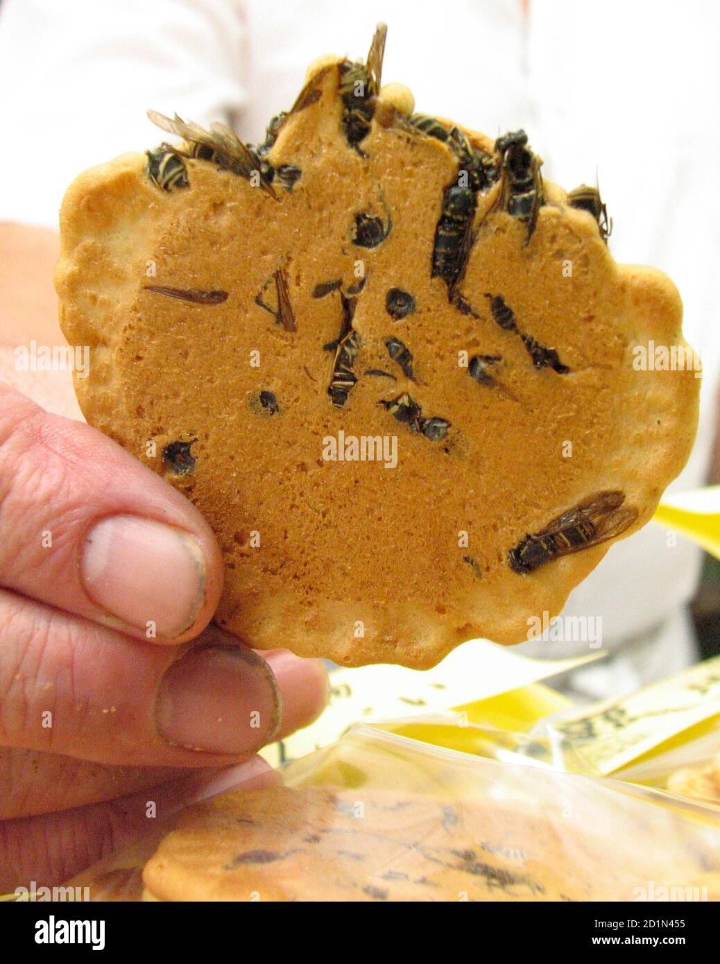Jibachi senbei, or a digger wasp rice cracker, is held at a factory in Omachi town 200 km (124 miles) northwest of Tokyo September 4, 2007. A Japanese fan club for wasps has added the insects to rice crackers, saying the result adds a waspish scent to the traditional fare. Picture taken on September 4, 2007.  REUTERS/Toshi Maeda (JAPAN) Stock Photo