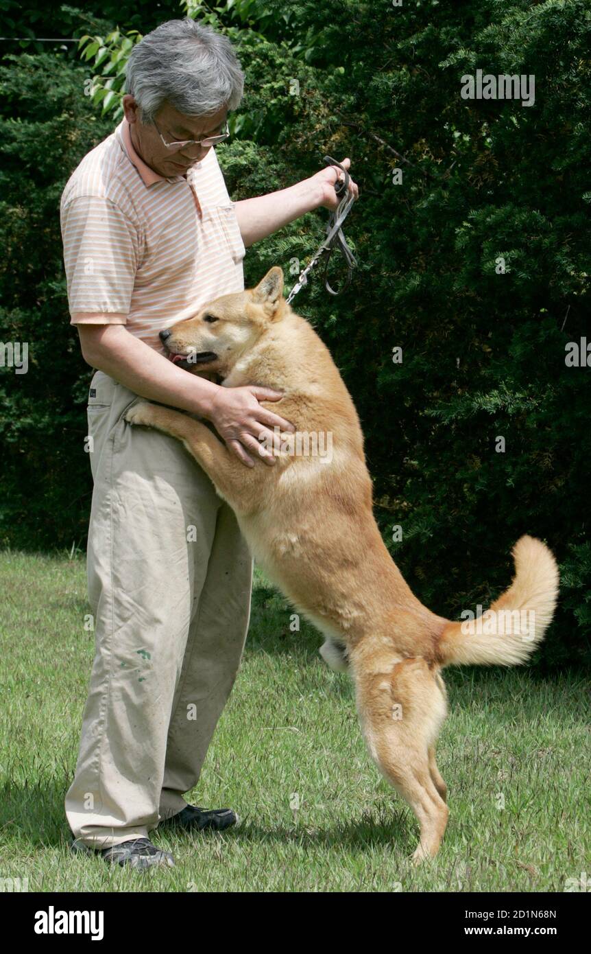 korean jindo size