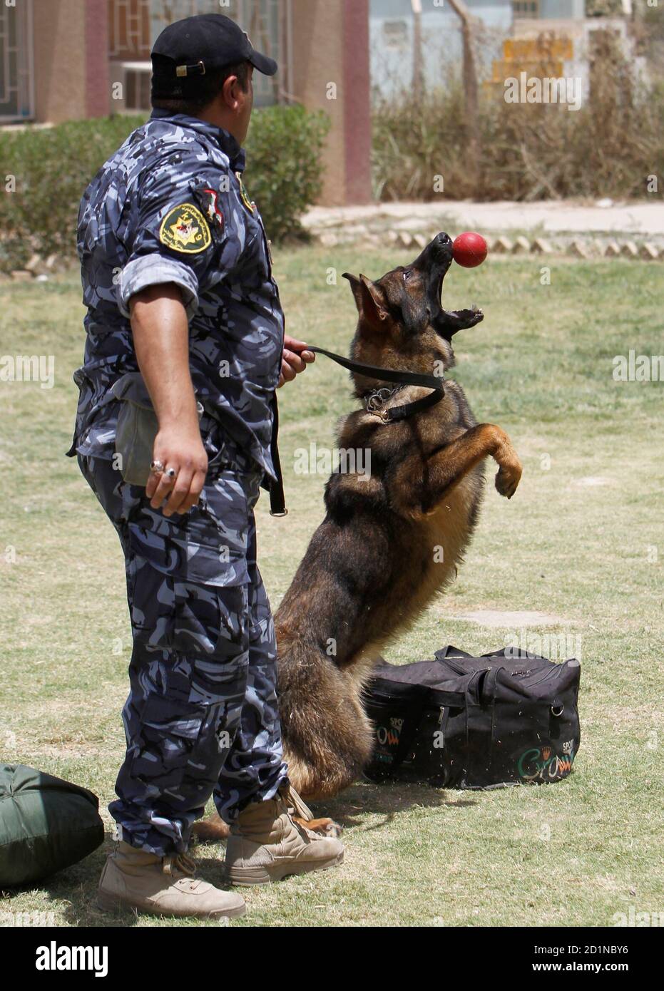 A policeman trains his dog at a police academy in Baghdad June 27, 2010. At  Baghdad's police training college, some of the 12 Alsatians and other  breeds now deployed as bomb sniffers