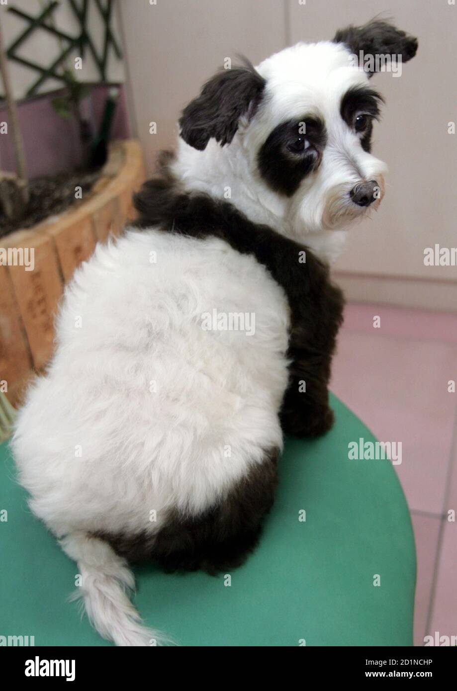 Are Panda Dogs A Real Breed