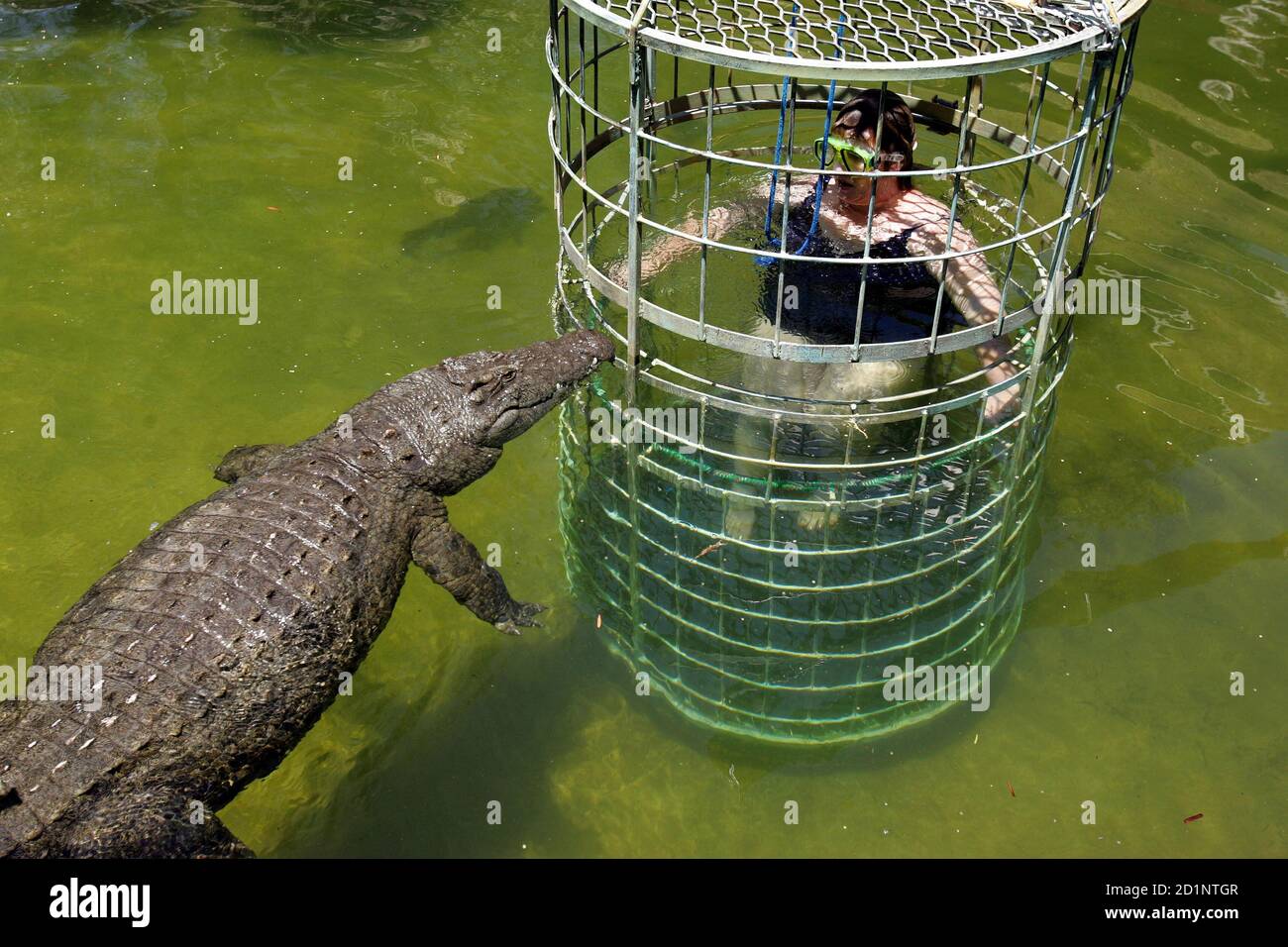 A visitor to the Cango Wildlife Ranch cage dives into a crocodile pool in  Oudtshoorn, 450 km east of Cape Town, South Africa December 14, 2005. [The  cage is lifted into the