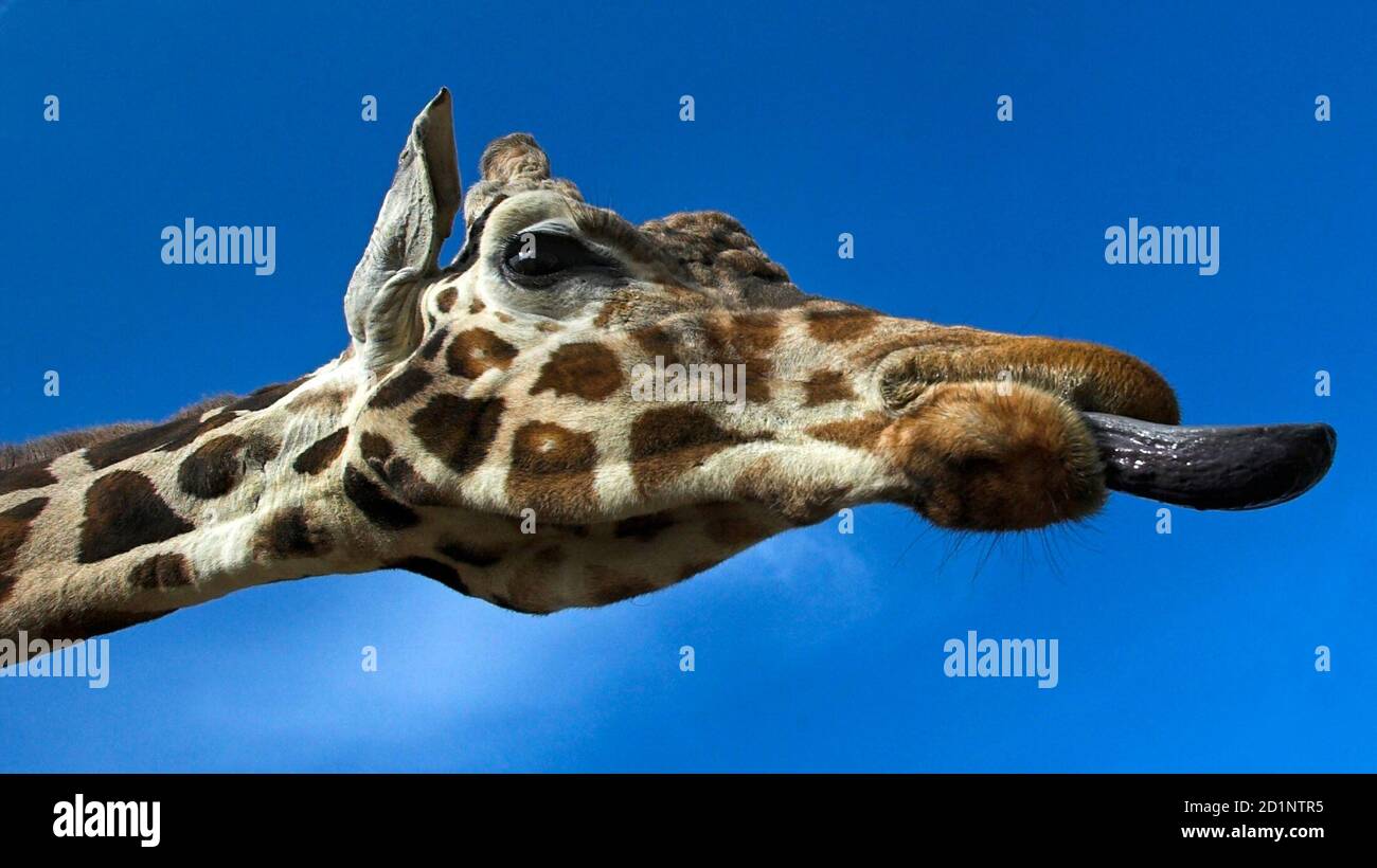 A giraffe, or giraffa camelopardalis, sticks its tongue out from its enclosure at Cabarceno nature reserve near Santander, northern Spain, April 11, 2006. The giraffe is the world's tallest animal, lives about 25 years in the wild, and are found in the savannas of Africa. Picture taken April 11, 2006. Stock Photo
