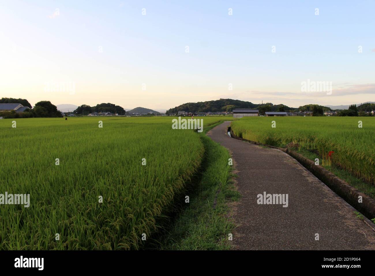 September Path Empty path and green paddy field in Asuka, Nara. Taken in September ...
