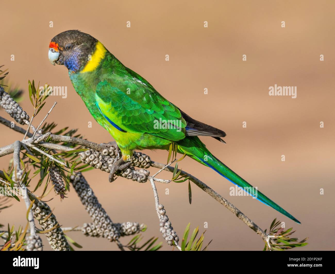 An Australian Ringneck of the western race, known as the Twenty-eight Parrot, photographed in a forest of South Western Australia. Stock Photo