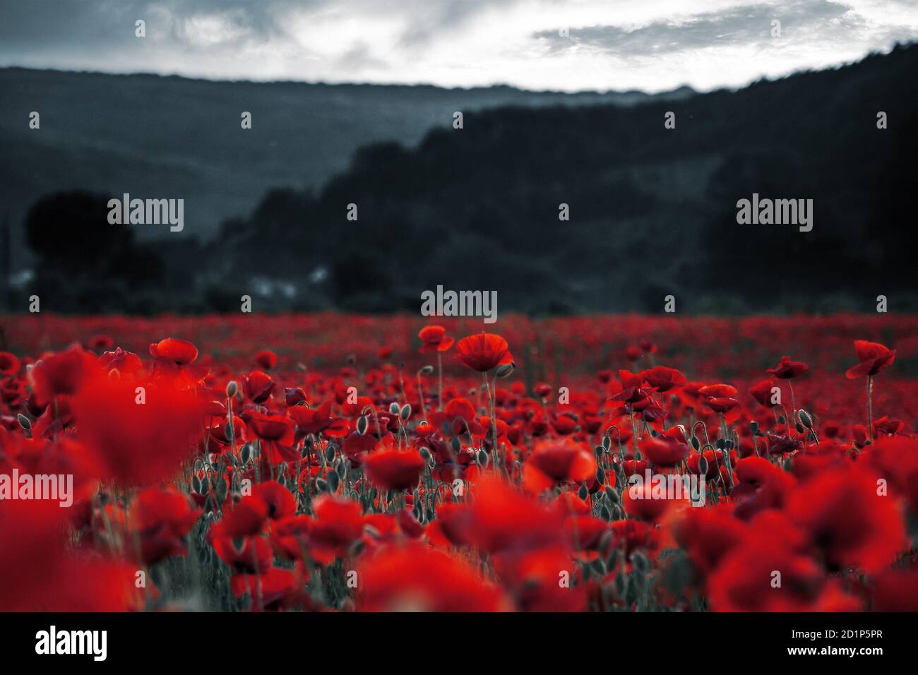 Red Poppies In The Field Background Imagery For Remembrance Or Armistice Day On 11 Of November Dark Clouds On The Sky Selective Color Stock Photo Alamy