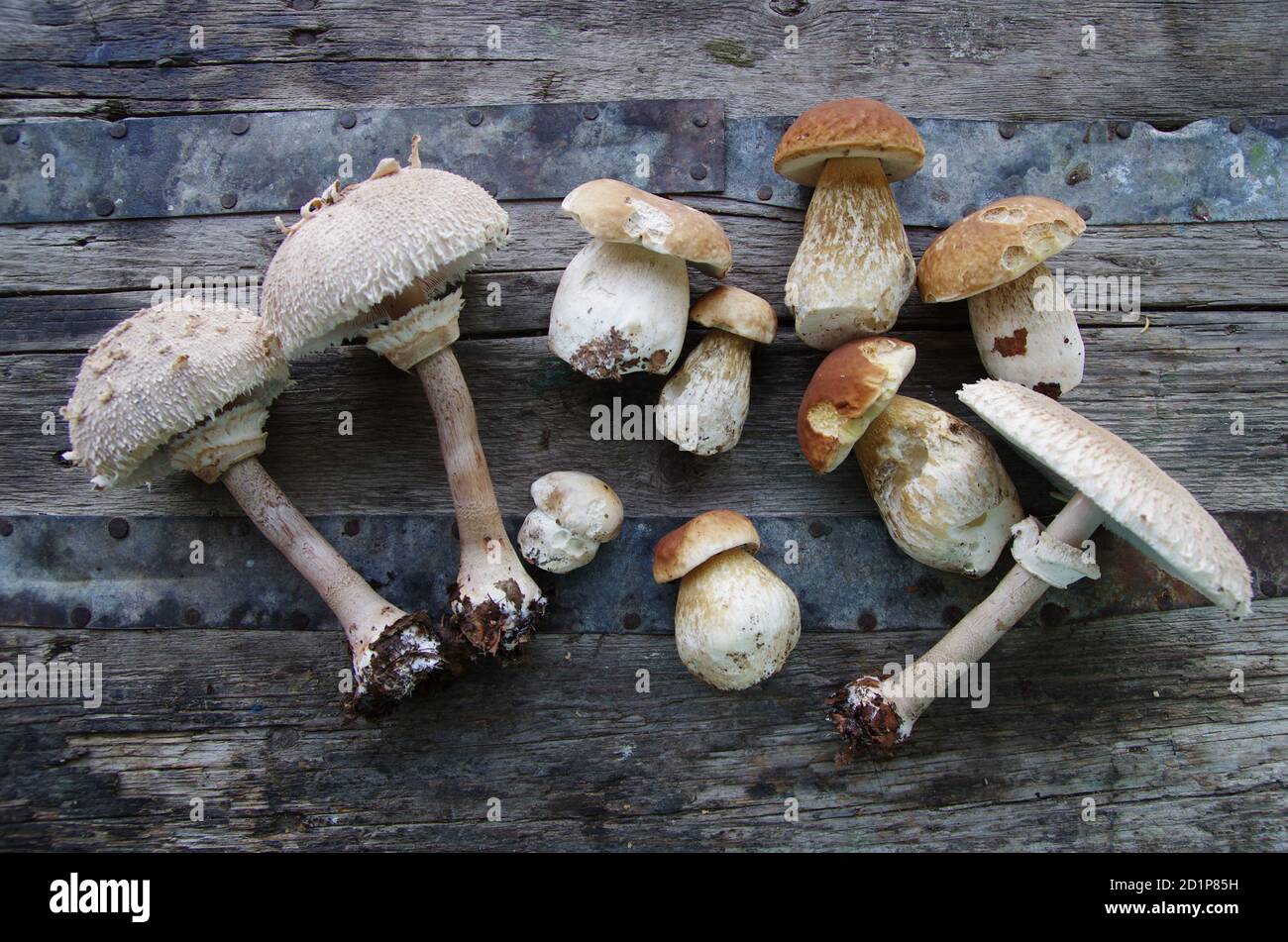 Mushrooms on rustical table at the garden Stock Photo