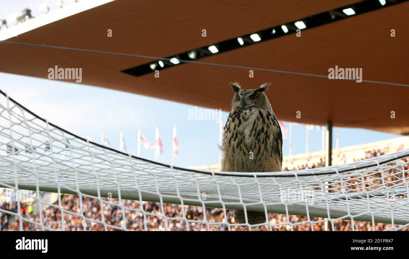 An Owl Interrupts The Euro 2008 Group A Qualifying Soccer Match Between Finland And Belgium In Helsinki June 6 2007 Reuters Sebastien Pirlet Finland Stock Photo Alamy