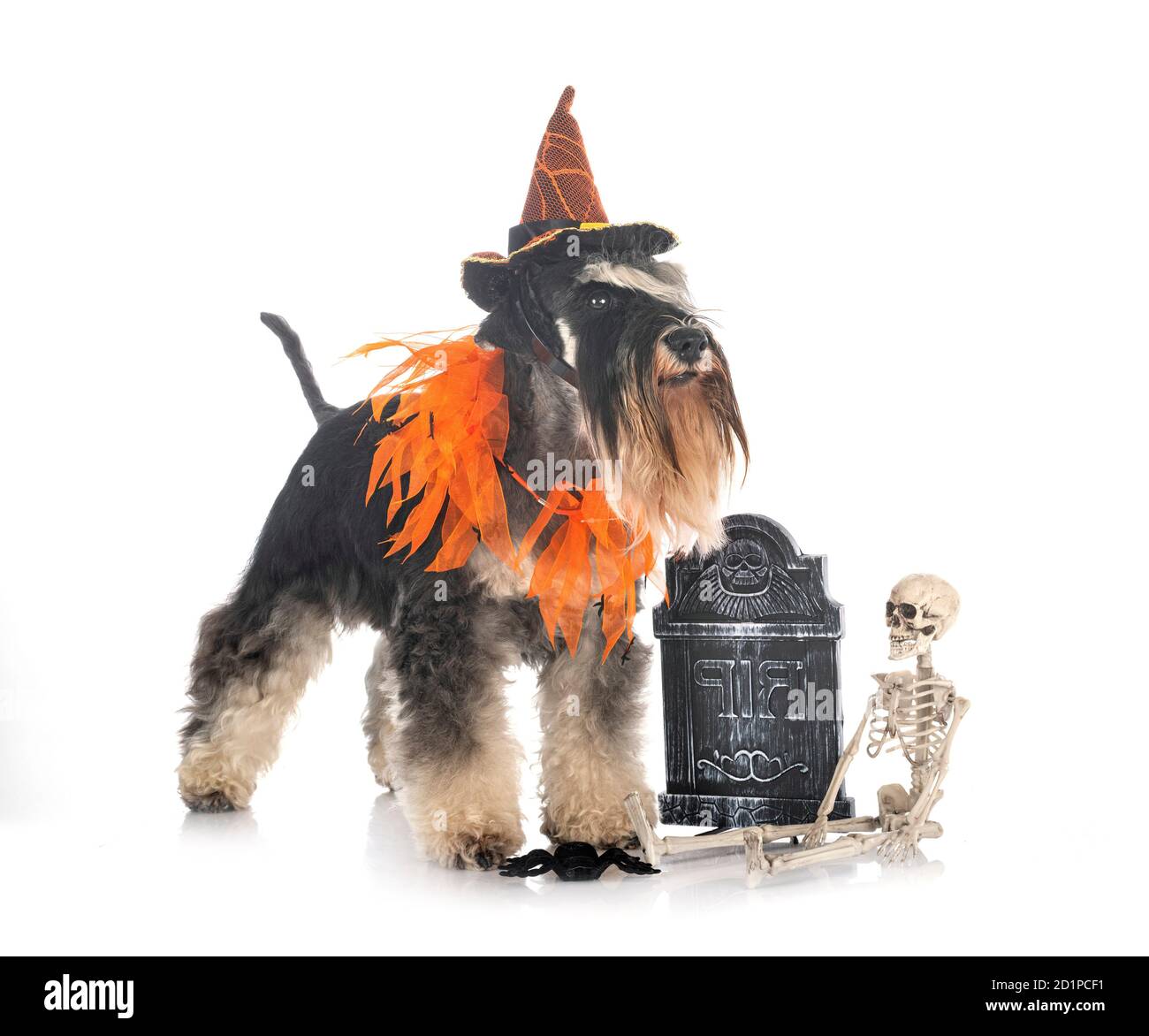 miniature schnauzer in front of white background Stock Photo - Alamy