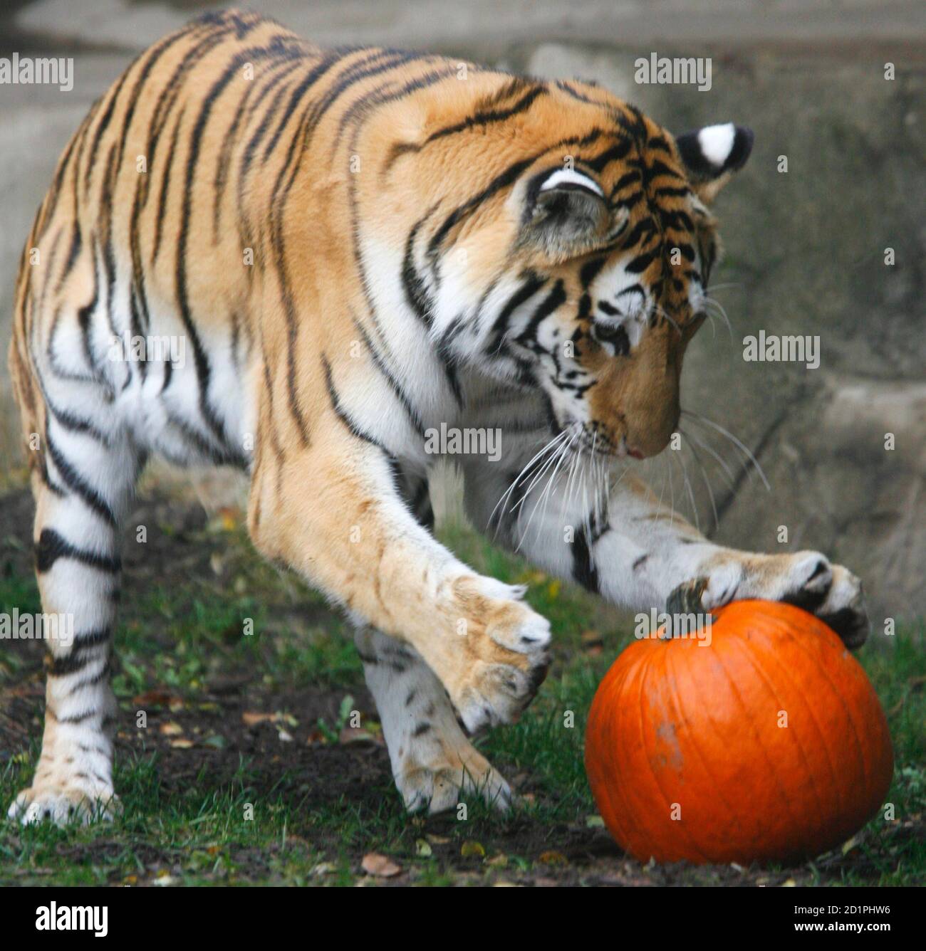 Bears in zoos hires stock photography and images Alamy