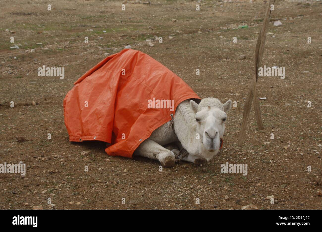 A camel is covered with a plastic sheet to protect it from cold and heavy  rainfall near Amman December 9, 2009. Jordan no longer faces an imminent  threat of drought after days