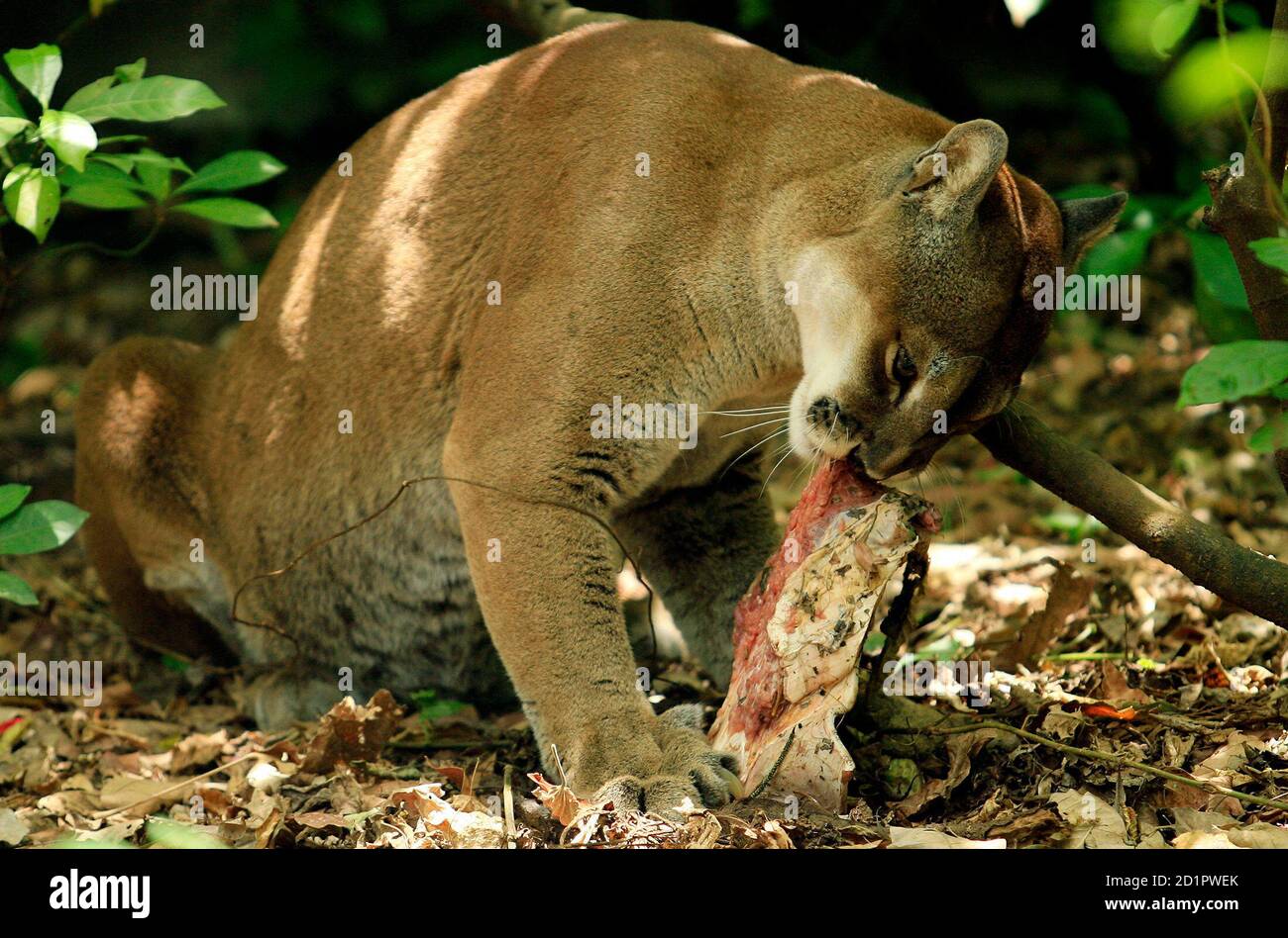 Puma in costa rica hi-res stock photography and images - Alamy