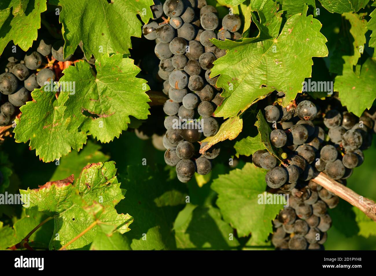 Close up of Zweigelt Vine Stock, Burgenland, Austria Stock Photo