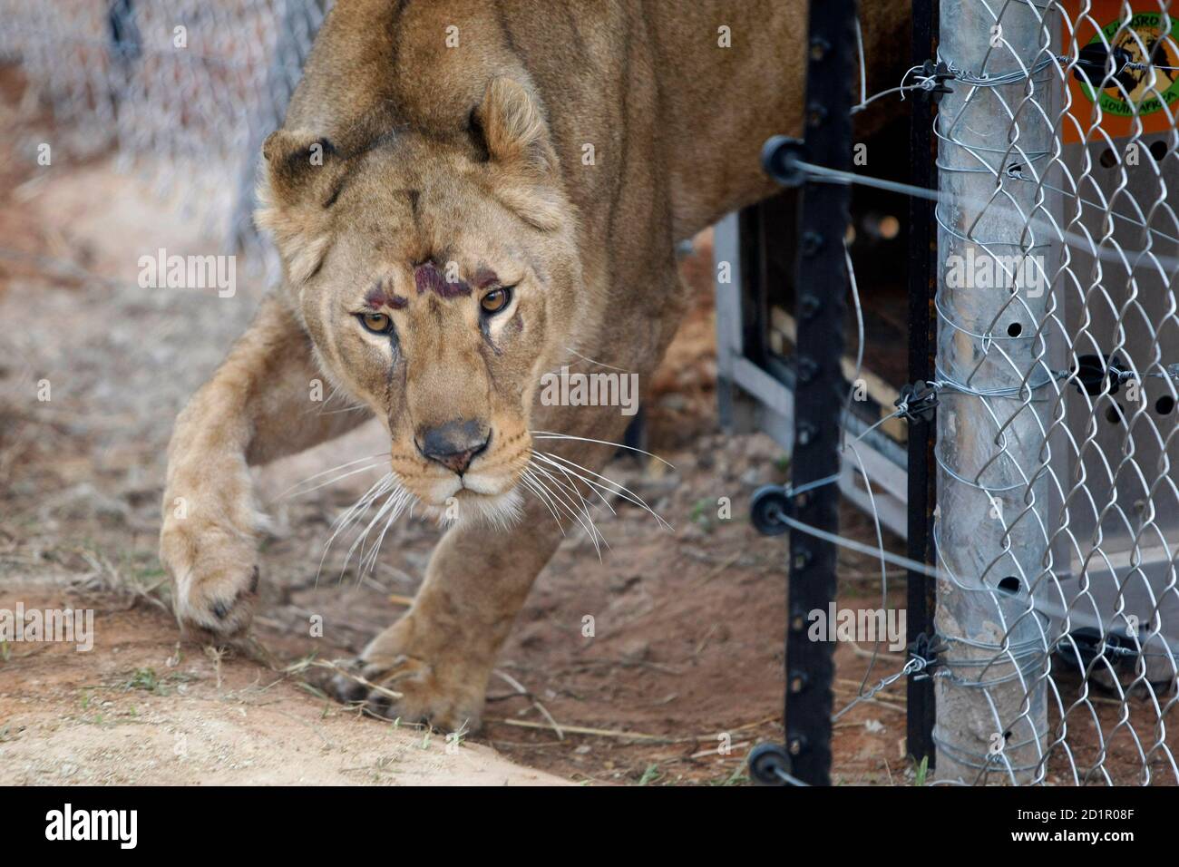 20 Best Photos Big Cat Zoo Near Me Big Cat Sanctuary Hermanus Things