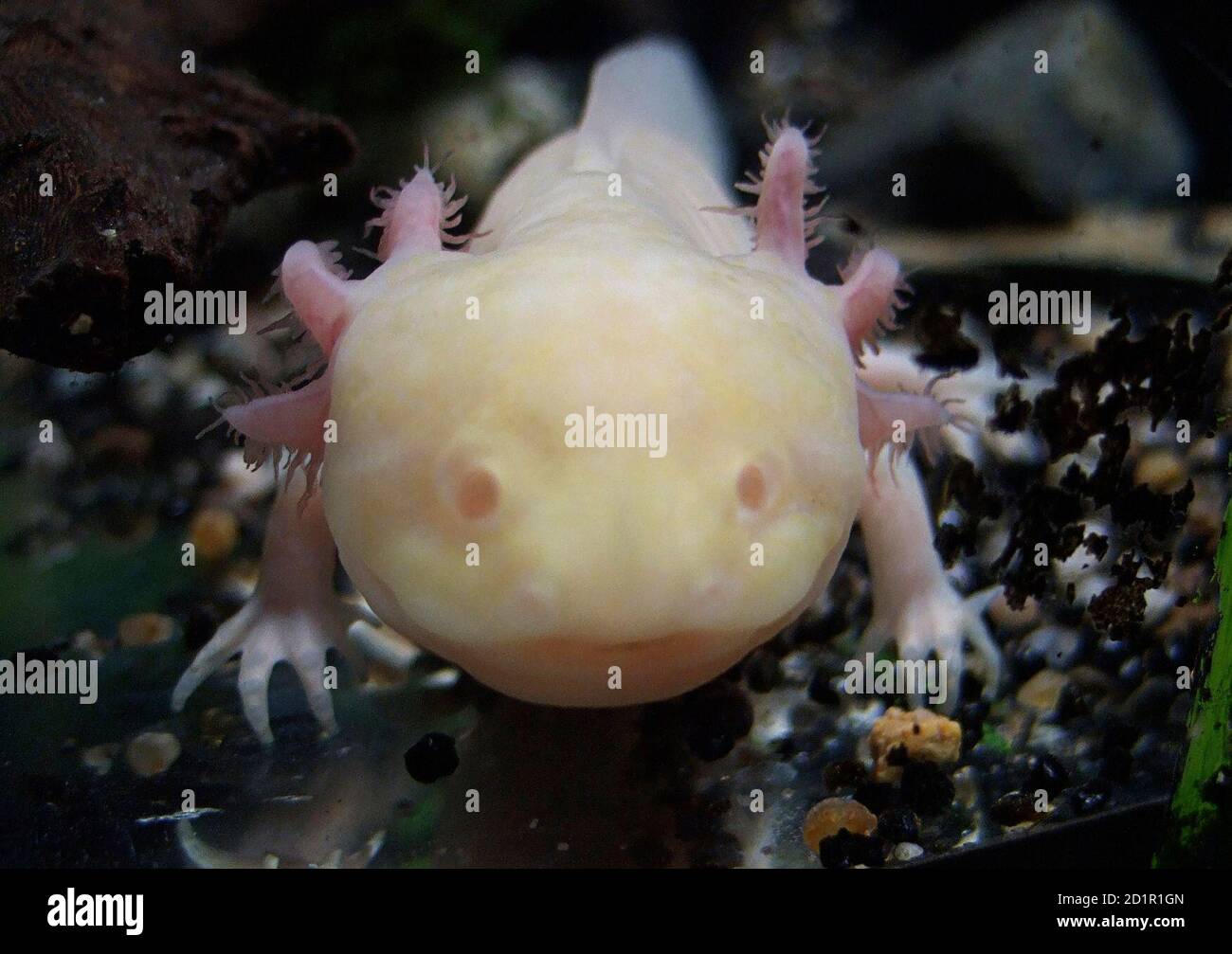 A Rare Albino Axolotl A Type Of Salamander That Uniquely Spends Its Whole Life In Its Larval Form Crawls Inside An Aquarium At Aquaria Klcc In Kuala Lumpur November 30 2008 New