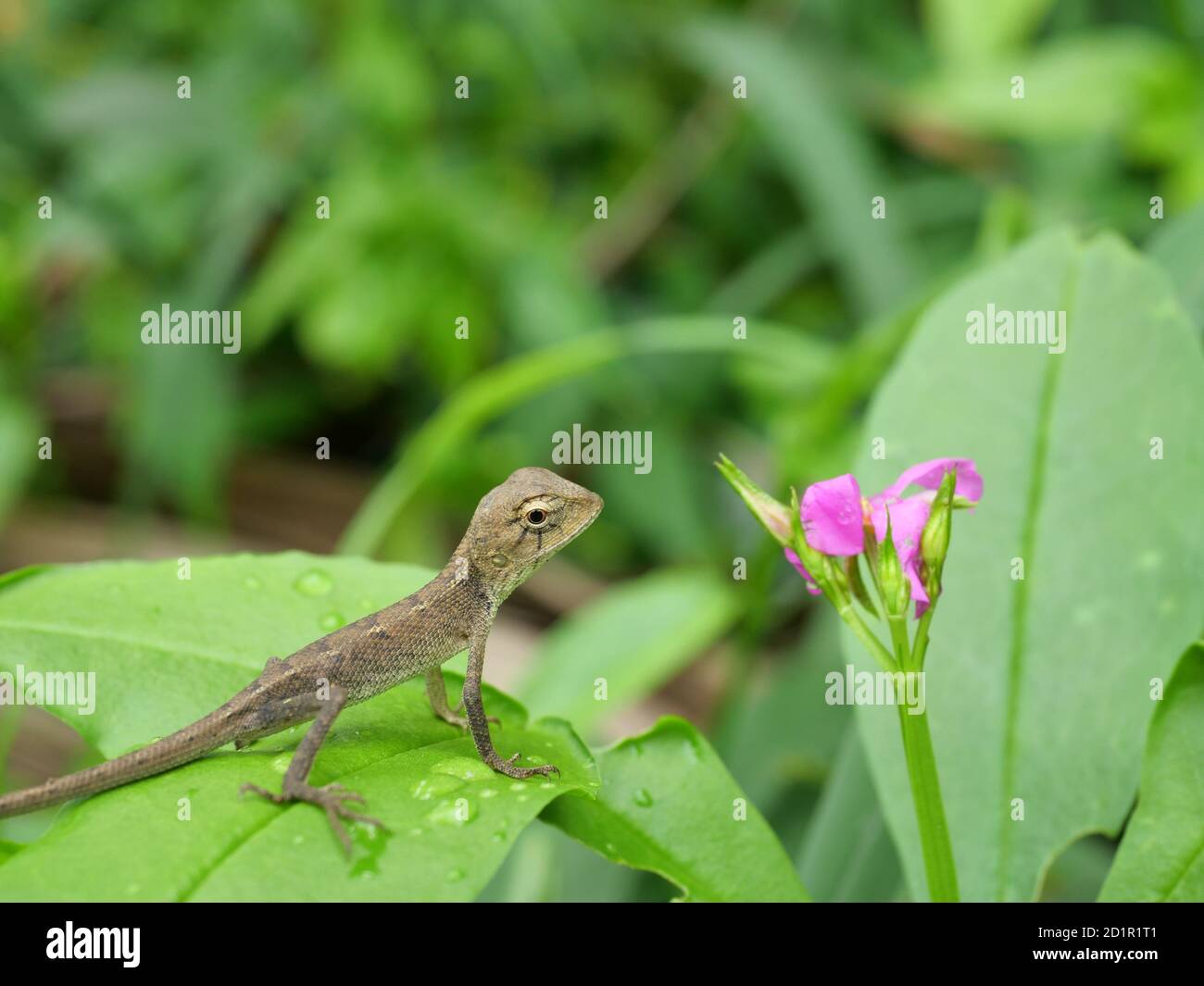 Baby Oriental garden or Eastern garden or Changeable lizard looking pink flower blossom on tree with natural green leaves in the background. Thailand Stock Photo