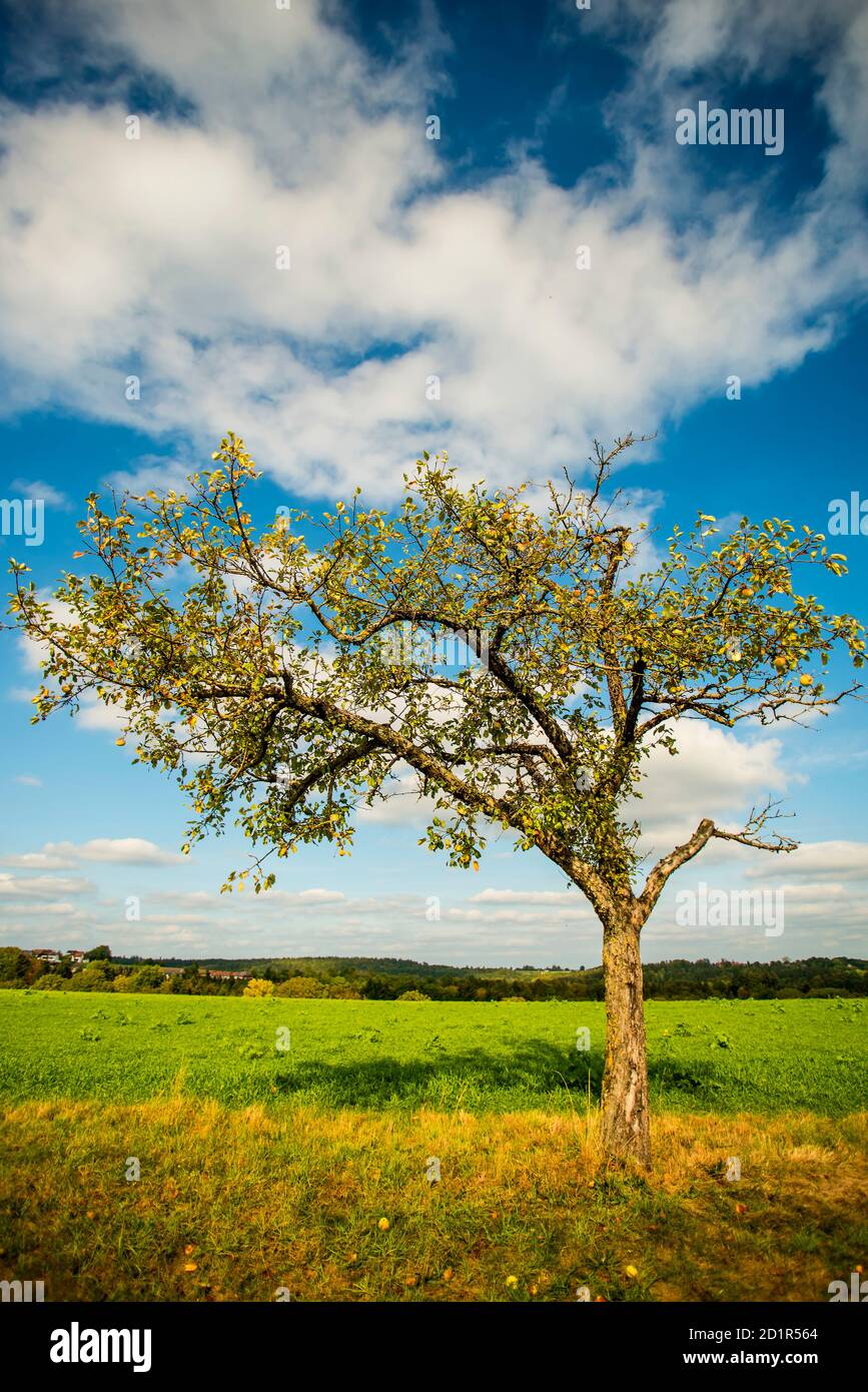 cider tree with ripe pears Stock Photo Alamy